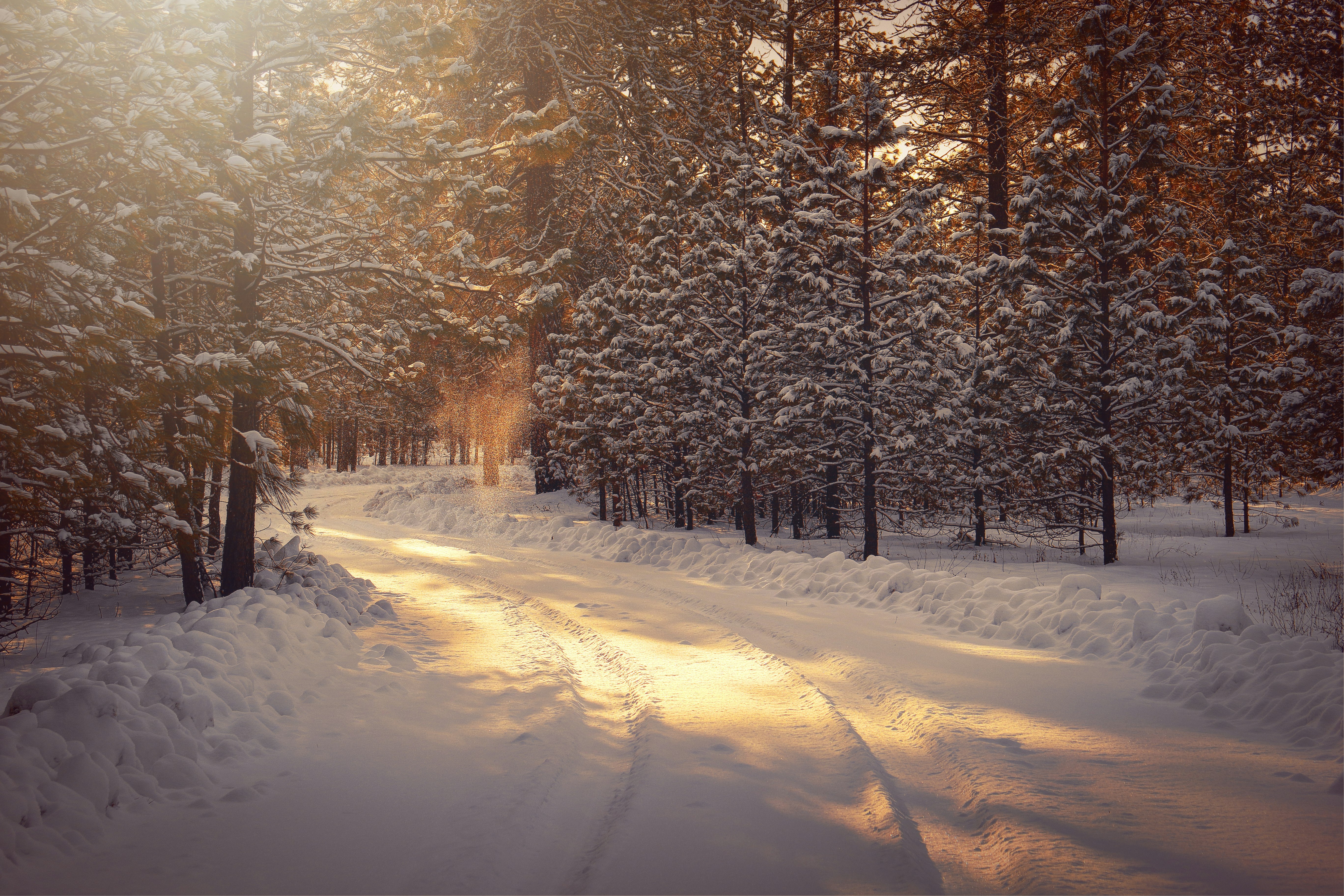 snow covered road between trees during daytime